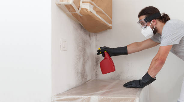 Professional Mold Cleanup technician working in Jamestown, NY