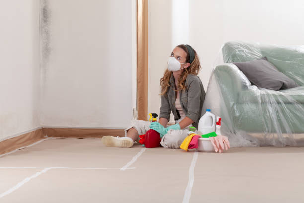 Reliable Mold Cleanup contractor in Jamestown, NY by Cheap Mold Removal