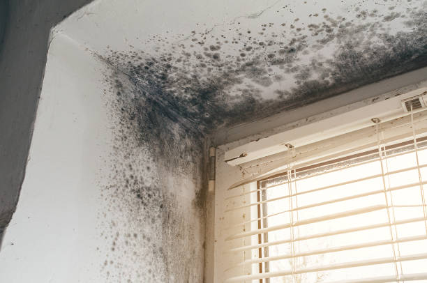 Affordable Mold Cleanup solutions in Jamestown, NY